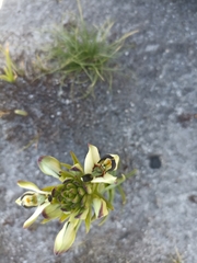 Disa bivalvata
