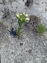 Disa bivalvata