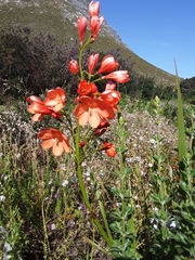 Pillansia templemannii