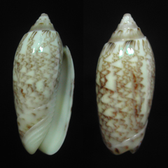 Oliva reticularis