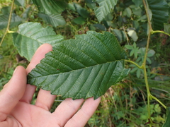 Alnus