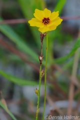 Coreopsis leavenworthii