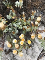 Helichrysum retortum