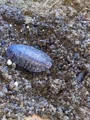 Blaberidae