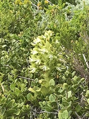 Bonatea speciosa