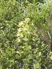 Bonatea speciosa