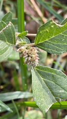 Amaranthus deflexus