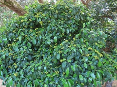 Psychotria capensis