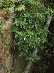 Mussaenda formosanum