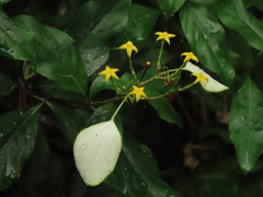 Mussaenda formosanum