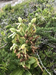 Bonatea speciosa