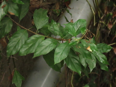 Mussaenda formosanum