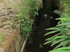 Mussaenda formosanum