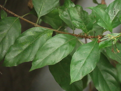 Mussaenda formosanum