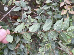 Ulmus pumila