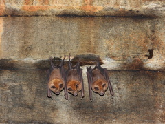 Hipposideros