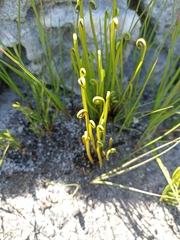 Schizaea pectinata