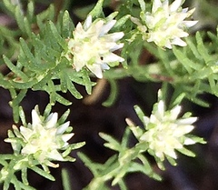 Helichrysum niveum