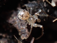 Enoplognatha ovata