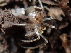 Enoplognatha ovata