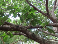 Ficus lutea