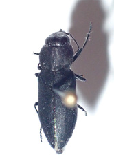 Buprestinae