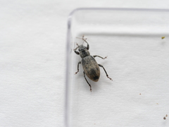 Brachyderes incanus