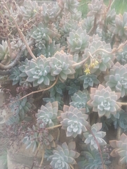 Graptopetalum