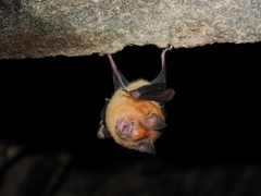 Hipposideros