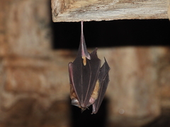 Hipposideros