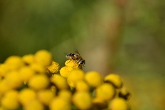 Eristalis