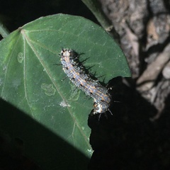 Dione vanillae maculosa