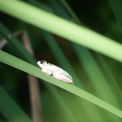 Hyperolius marmoratus marmoratus