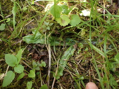 Conocephalum conicum