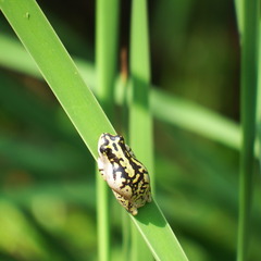 Hyperolius marmoratus marmoratus