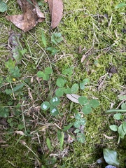 Porphyrosela minuta