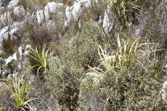 Grubbia tomentosa