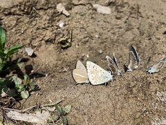Polyommatus ripartii