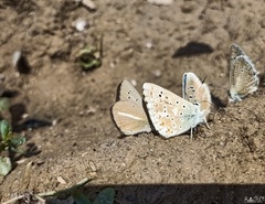 Polyommatus ripartii
