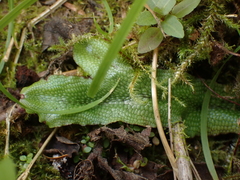 Conocephalum conicum