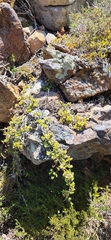 Ruschia promontorii