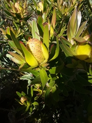 Leucadendron laureolum