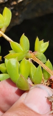 Ruschia promontorii
