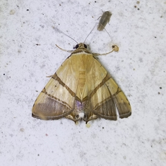 Eulepidotis julianata