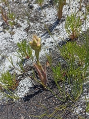 Pterygodium acutifolium