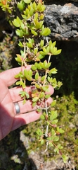 Ruschia promontorii