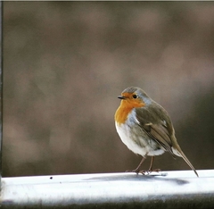 Erithacus rubecula