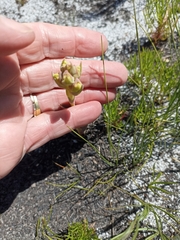 Pterygodium acutifolium