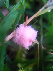 Laetisaria roseipellis