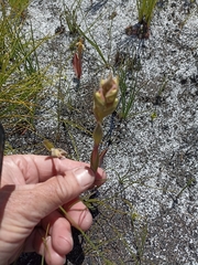 Pterygodium acutifolium